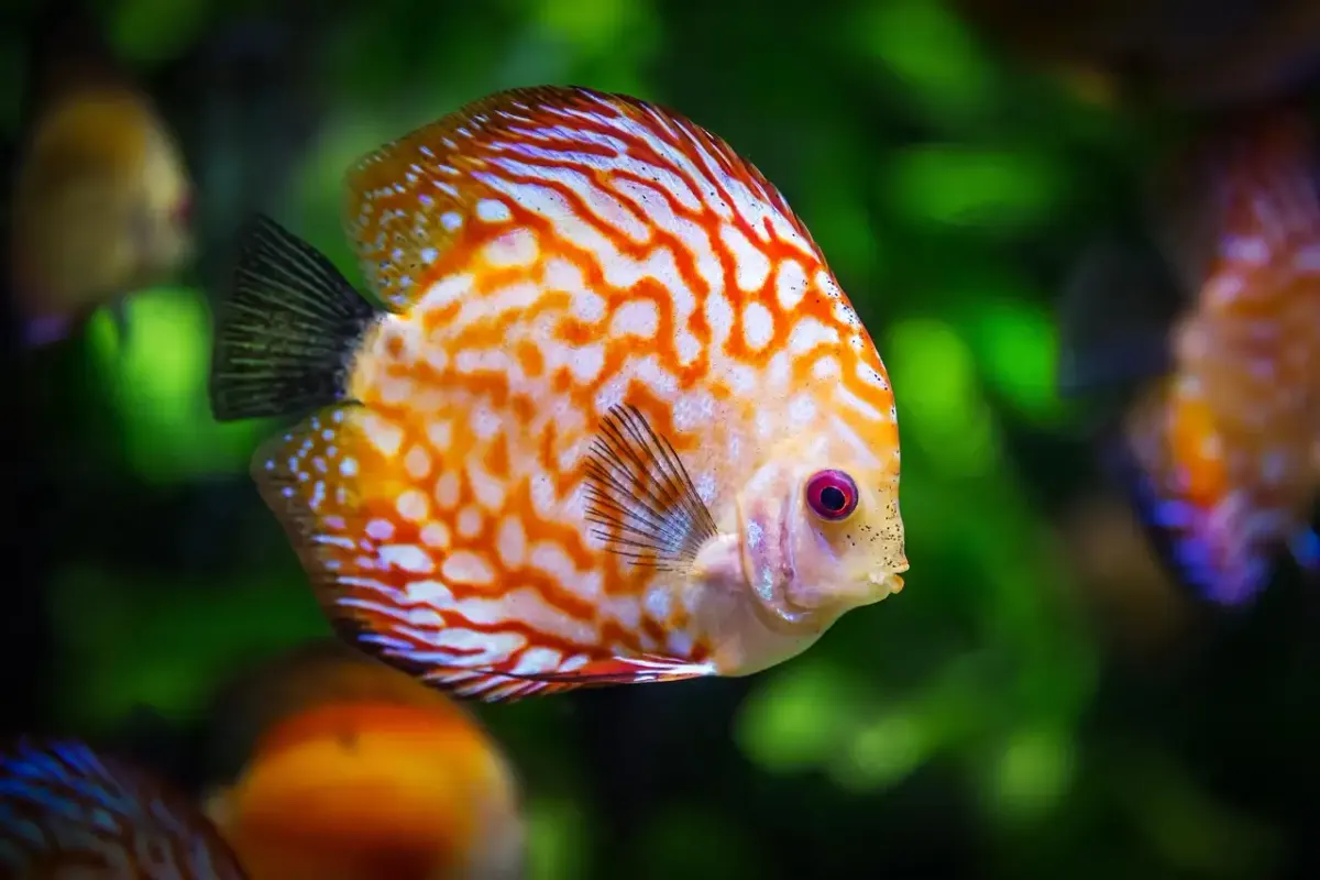 Discusse poisson
